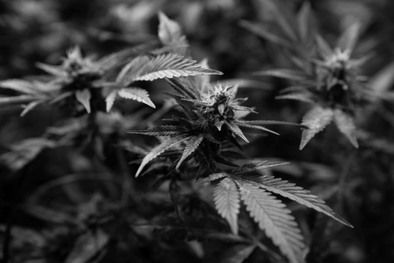 Cannabis plant in black and white showing the origin of CBD