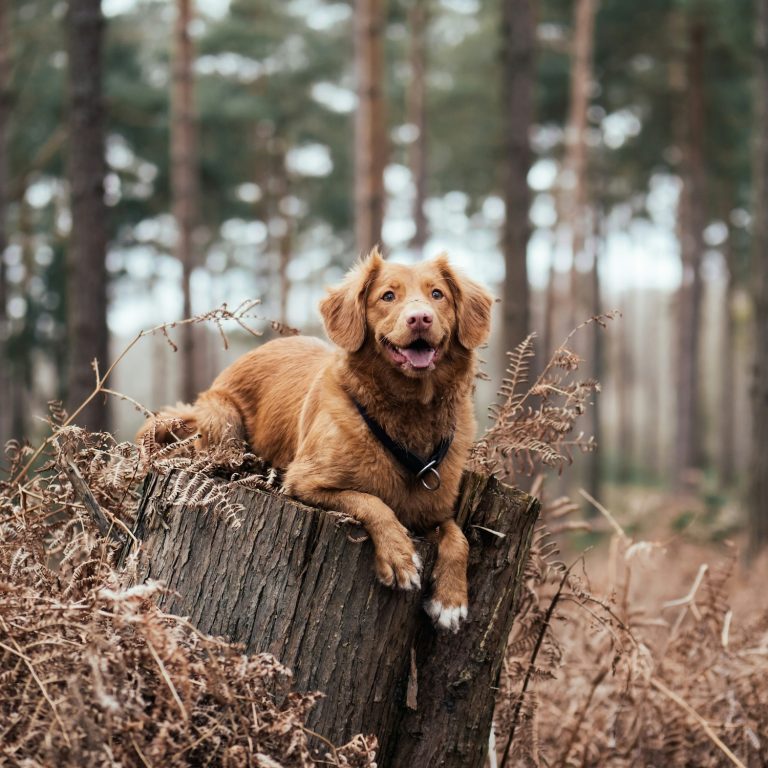 Playing with your pets can be exercise: Blood sugar benefits of being a fur parent