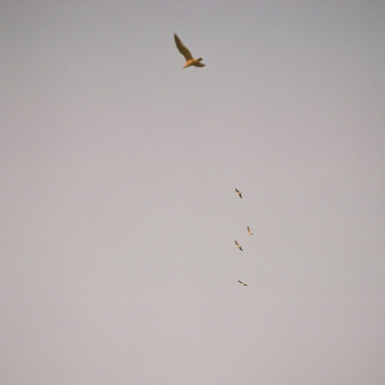 Demystifying insulin: types, uses, and common misconceptions