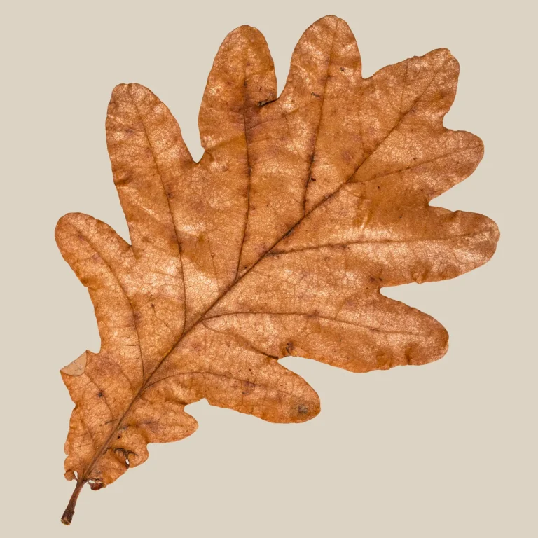 Single dried autumn oak leaf in warm brown tones against a pale beige background.