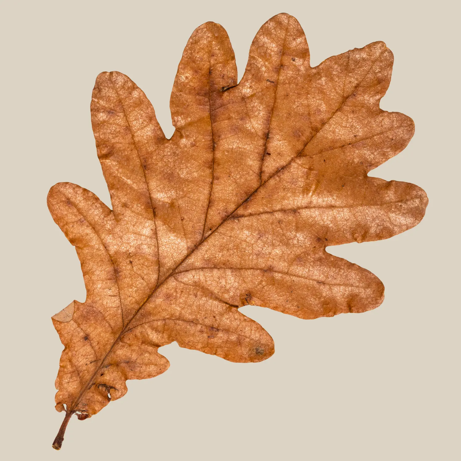 Single dried autumn oak leaf in warm brown tones against a pale beige background.